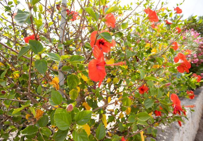 Villa in San Vito Lo Capo - Villa Carmen with private pool sleeps 6 Villa in San Vito Lo Capo - Villa Carmen with private pool sleeps 6